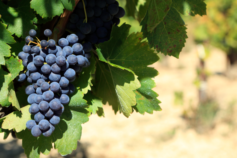 Red Grape Varieties