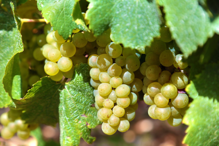 South African White Grape Varieties