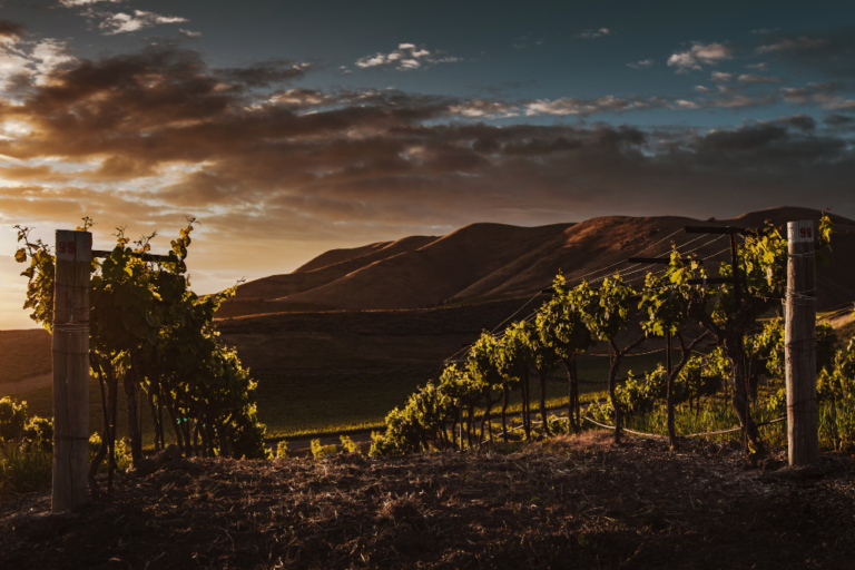 Vineyard South Africe